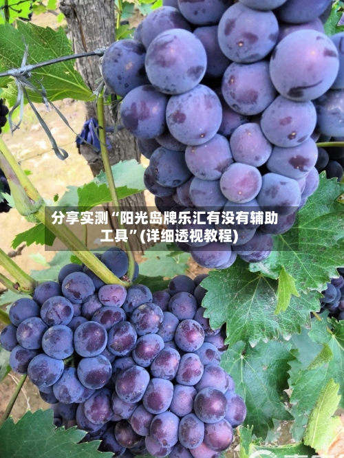 分享实测“阳光岛牌乐汇有没有辅助工具”(详细透视教程)