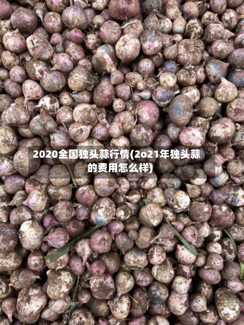 2020全国独头蒜行情(2o21年独头蒜的费用怎么样)
