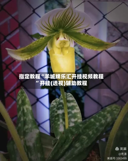 指定教程“羊城牌乐汇开挂视频教程”开挂(透视)辅助教程
