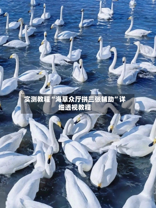 实测教程“海草众厅拼三张辅助”详细透视教程