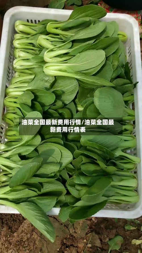 油菜全国最新费用行情/油菜全国最新费用行情表